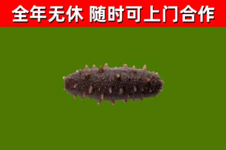 庆安县烟酒回收干海参.jpg